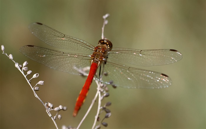 libélula close-up Papéis de Parede, imagem