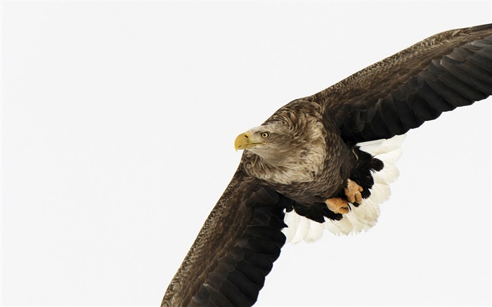 asas de águia Papéis de Parede, imagem