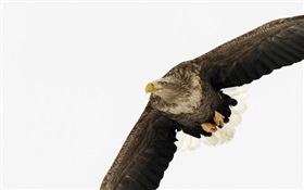 asas de águia