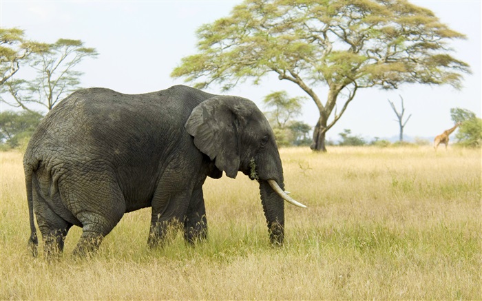 Elefante, grama, árvores Papéis de Parede, imagem