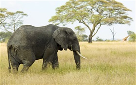Elefante, grama, árvores HD Papéis de Parede