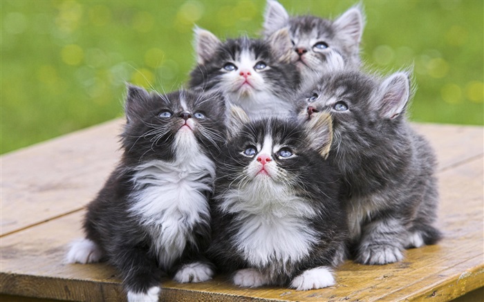 cinco gatinhos Papéis de Parede, imagem