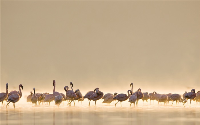 Flamingos, lago Papéis de Parede, imagem