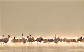 Flamingos, lago HD Papéis de Parede