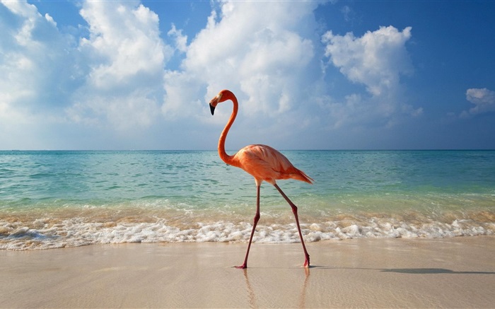 Flamingos passear na praia Papéis de Parede, imagem
