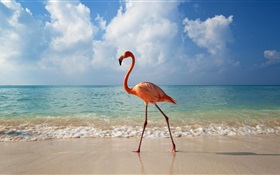Flamingos passear na praia HD Papéis de Parede