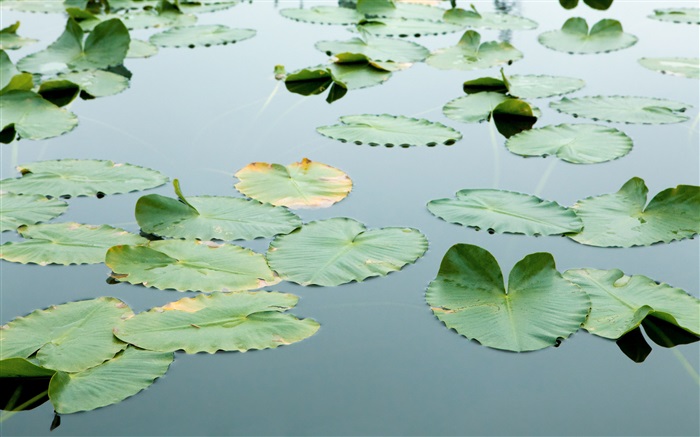 Folhas flutuando na água Papéis de Parede, imagem