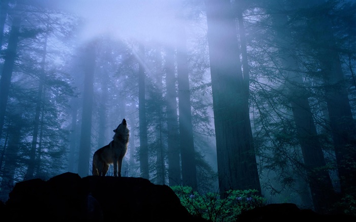 lobo floresta Papéis de Parede, imagem