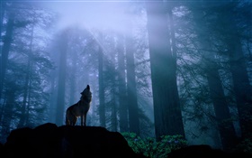 lobo floresta HD Papéis de Parede