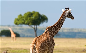 Girafas, África animais selvagens HD Papéis de Parede