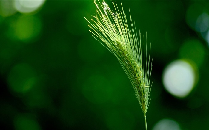 Grama close-up, foxtail verde Papéis de Parede, imagem