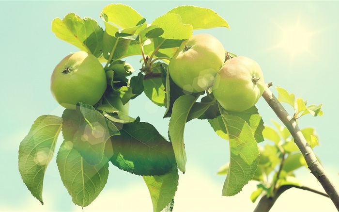 Árvore de maçã verde Papéis de Parede, imagem