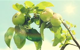Árvore de maçã verde HD Papéis de Parede