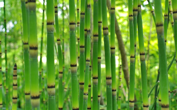 Bambu verde, primavera Papéis de Parede, imagem