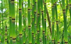 Bambu verde, primavera HD Papéis de Parede