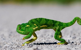 camaleão verde na estrada