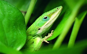 lagarto verde