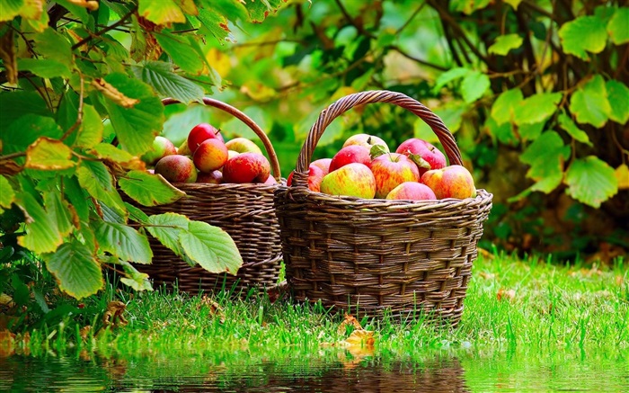 maçãs colheita Papéis de Parede, imagem
