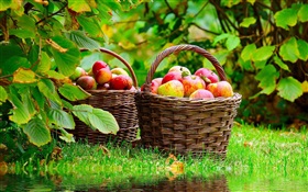 maçãs colheita
