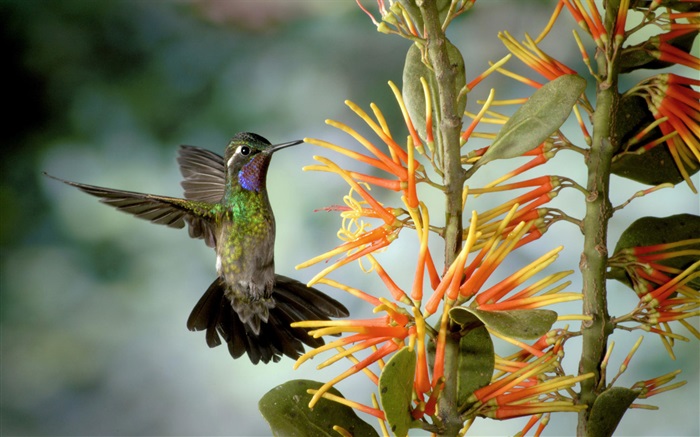 colibri coletar néctar Papéis de Parede, imagem