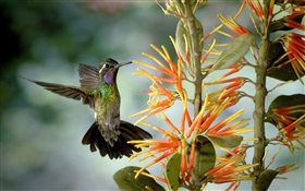 colibri coletar néctar