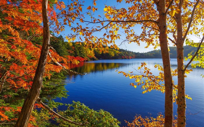 Lago, árvores, floresta, céu azul, outono Papéis de Parede, imagem