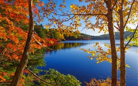 Lago, árvores, floresta, céu azul, outono