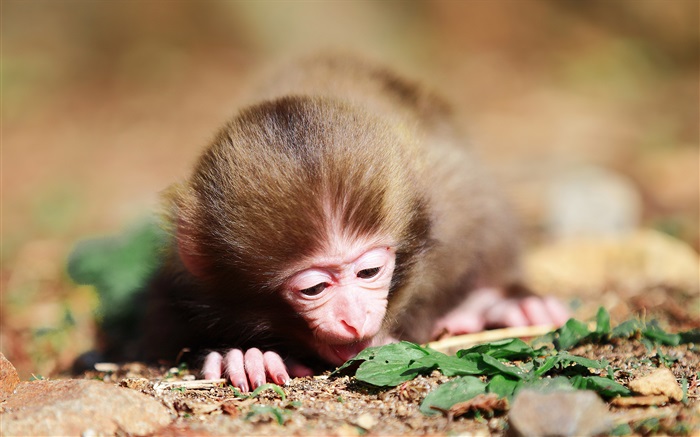 Pequeno macaco Papéis de Parede, imagem