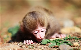 Pequeno macaco HD Papéis de Parede