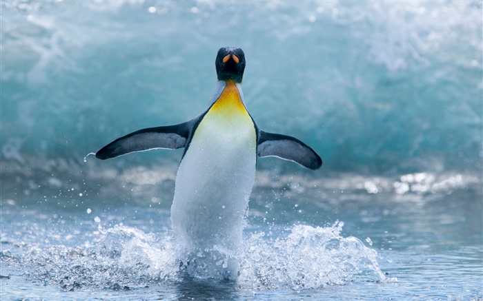 Antárctico do pinguim solitário Papéis de Parede, imagem