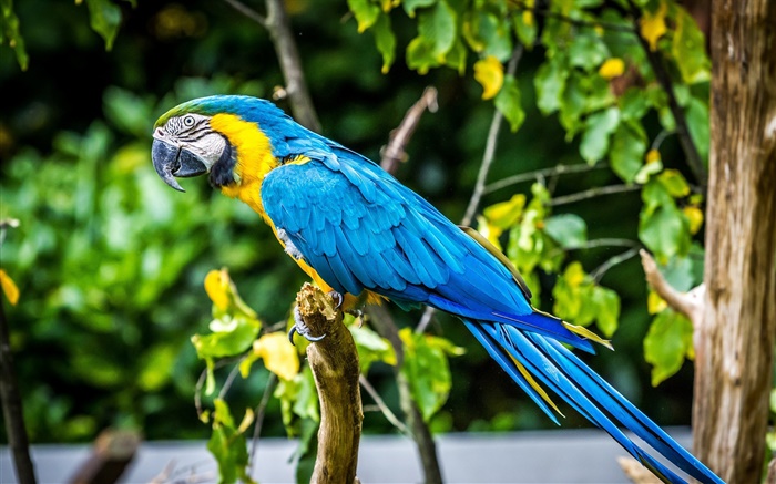 Azul adorável papagaio pena Papéis de Parede, imagem