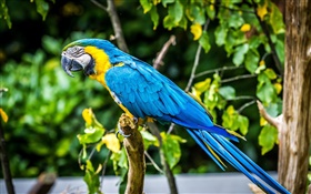 Azul adorável papagaio pena