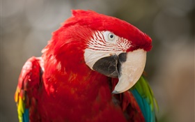 Macaw cabeça close-up