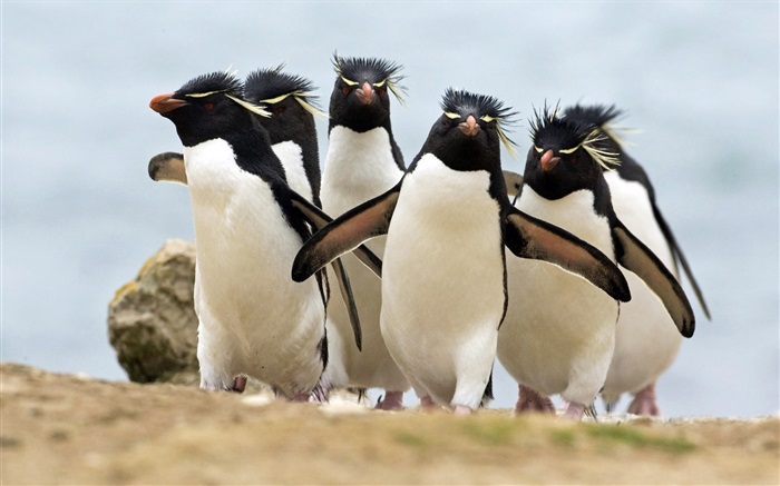 muitos pinguins Papéis de Parede, imagem