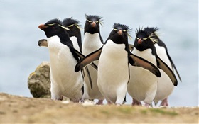 muitos pinguins