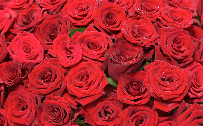 Muitas flores rosa vermelha Papéis de Parede, imagem