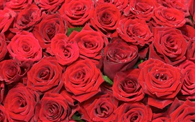 Muitas flores rosa vermelha HD Papéis de Parede