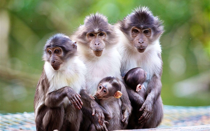 Família do macaco, mãe, bebê Papéis de Parede, imagem