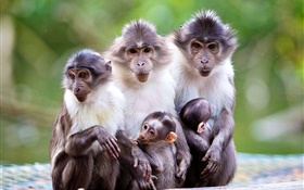 Família do macaco, mãe, bebê