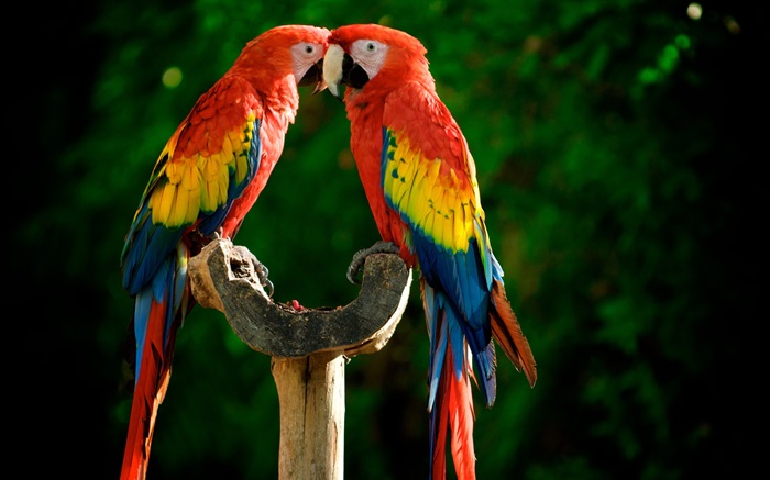 Um par de papagaios Papéis de Parede, imagem