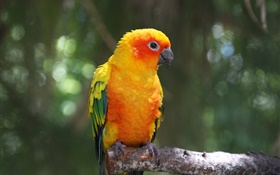 papagaio pena laranja