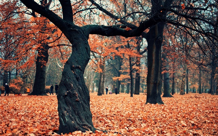 Park, árvores, folhas vermelhas no terreno Papéis de Parede, imagem