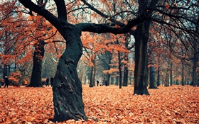 Park, árvores, folhas vermelhas no terreno HD Papéis de Parede