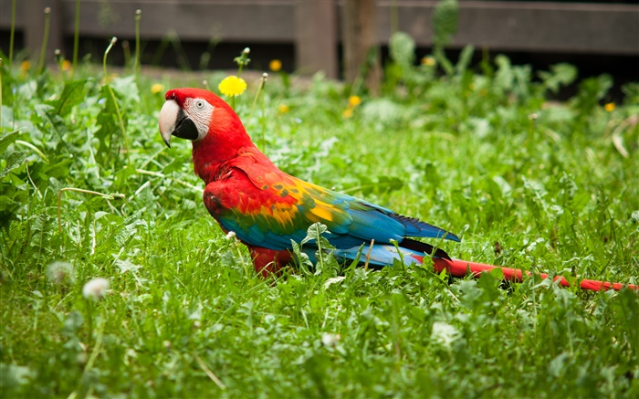 Papagaio na grama Papéis de Parede, imagem