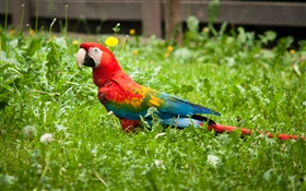 Papagaio na grama