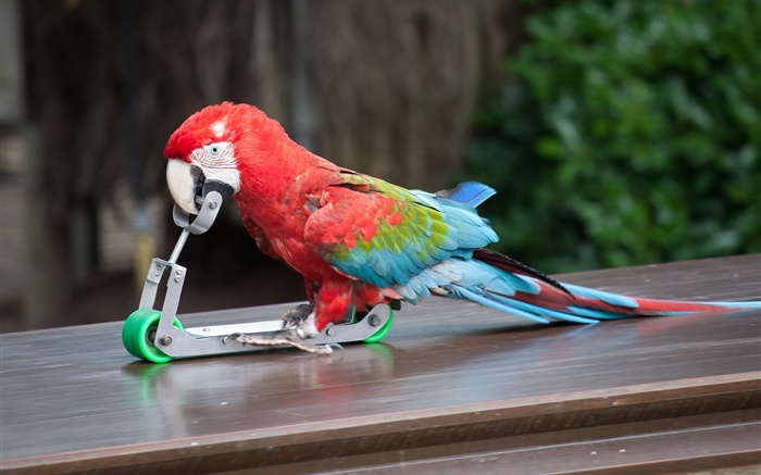 jogo papagaio skate Papéis de Parede, imagem