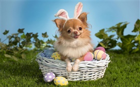 pet cão, cesta, ovos