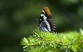 Galhos de pinheiro, borboleta HD Papéis de Parede