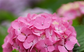 Flores Hortênsia rosa