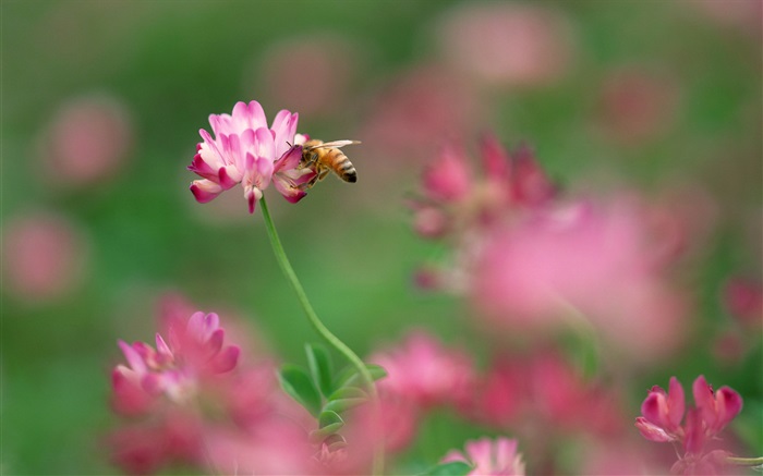 Pequenas flores cor de rosa, abelha Papéis de Parede, imagem